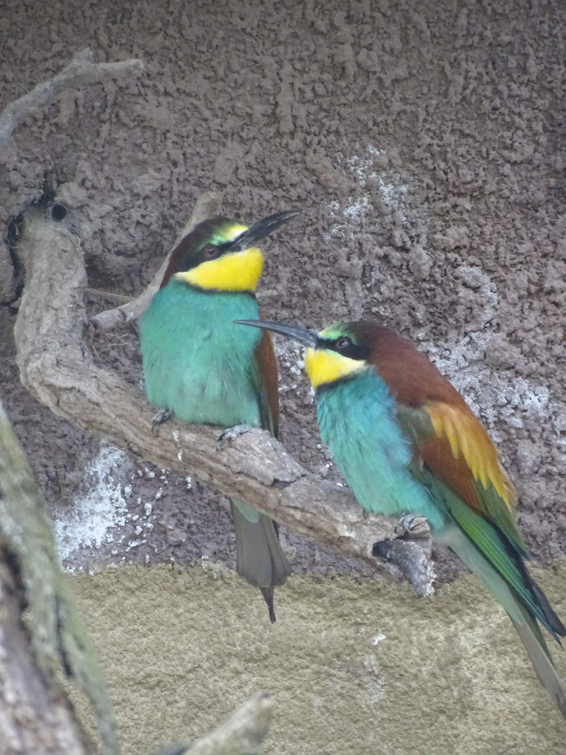 bee eater