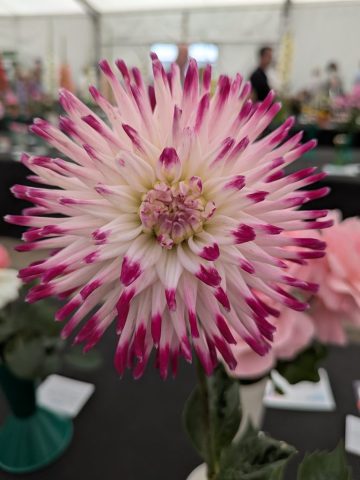 PXL_20250725_122308850.RAW-01.COVER
